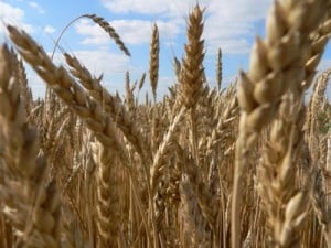Members Only 9 – Celtic Farmers