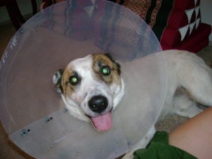 Members Only 92 – Pets!